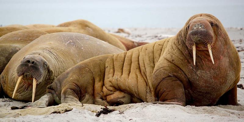 高端医疗29：超越诊疗的贵宾健康管理新范式
